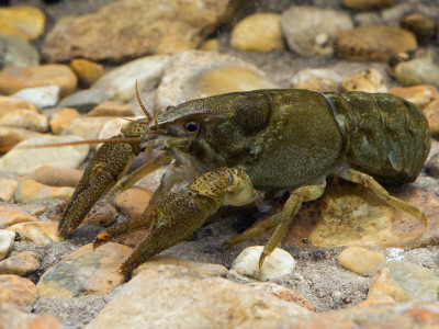 White Clawed Crayfish West Sussex, England, Uk by Andy Sands Pricing Limited Edition Print image