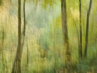 Impression Of An Autumn Forest, North Lanarkshire, Scotland, Uk, 2007 by Niall Benvie Pricing Limited Edition Print image