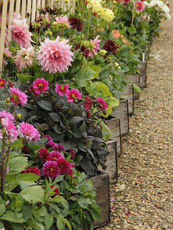 Dahlia Flowers Growing In Wooden Tubs In Summer, Uk by Gary Smith Pricing Limited Edition Print image