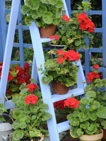 Rustic Garden Geranium Feature, Geranium Plants In Full Bloom On Blue Painted Wooden Stepladder, Uk by Gary Smith Pricing Limited Edition Print image