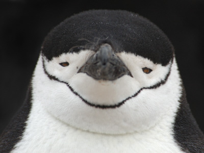 Chinstrap Penguin Head Portrait, Antarctica by Edwin Giesbers Pricing Limited Edition Print image