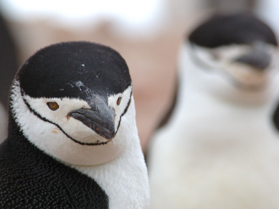 Chinstrap Penguin Antarctica by Edwin Giesbers Pricing Limited Edition Print image