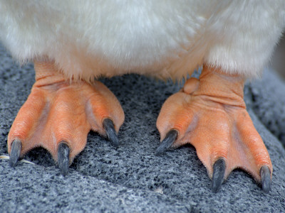 Close Up Of Feet Of Gentoo Penguin by Edwin Giesbers Pricing Limited Edition Print image