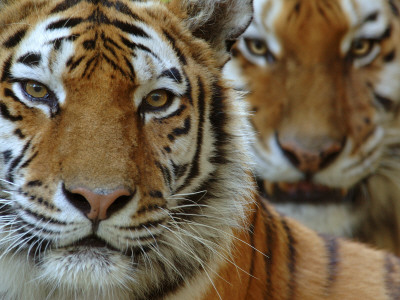 Two Siberian Tigers Portraits by Edwin Giesbers Pricing Limited Edition Print image