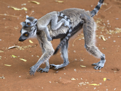 Ring-Tailed Lemur Mother Carrying Baby On Back, Berenty Private Reserve, Southern Madagascar by Mark Carwardine Pricing Limited Edition Print image