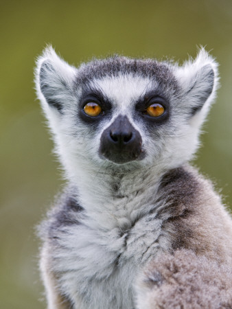 Ring-Tailed Lemur Portrait, Berenty Private Reserve, Southern Madagascar by Mark Carwardine Pricing Limited Edition Print image