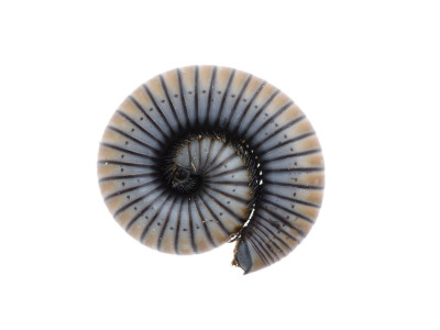 Millipede Rolled Up For Defense, Alicante, Spain by Niall Benvie Pricing Limited Edition Print image