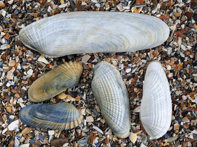 Five Pholadidae, Common Piddock, American Piddock And White Piddock Shells, Normandy, France by Philippe Clement Pricing Limited Edition Print image