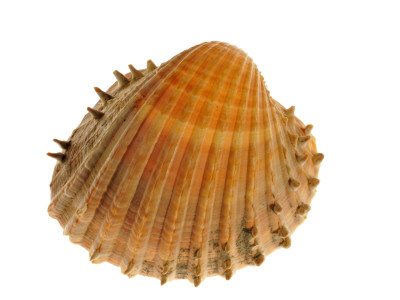 Prickly Cockle Shell, Mediterranean, France by Philippe Clement Pricing Limited Edition Print image