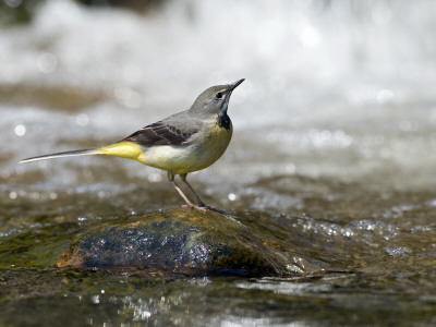 Grey Wagtail Female On Rock In Fast Flowing Upland Stream, Upper Teesdale, Co Durham, England, Uk by Andy Sands Pricing Limited Edition Print image