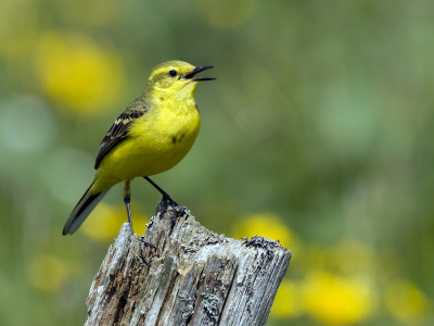 Yellow Wagtail Male Singing On Old Fence Post, Upper Teesdale, Co Durham, England, Uk by Andy Sands Pricing Limited Edition Print image