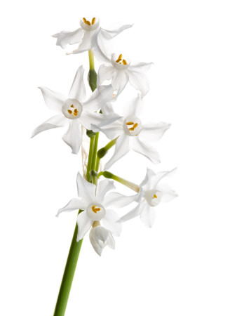 Wild Narcissus In Flower, Spain by Niall Benvie Pricing Limited Edition Print image