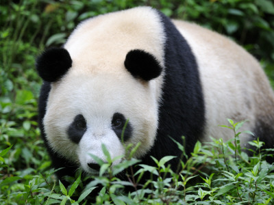 Giant Panda Bifengxia Giant Panda Breeding And Conservation Center, China by Eric Baccega Pricing Limited Edition Print image