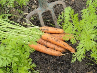 Digging Freshly Grown Carrots, 'Nanco' Uk by Gary Smith Pricing Limited Edition Print image