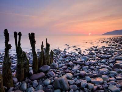 Weathered Groynes On Bossington Beach, Near To Porlock Weir, Exmoor, Somerset, Uk, Sunrise by Adam Burton Pricing Limited Edition Print image