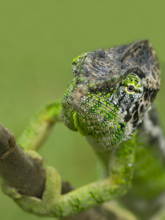 Oustalet's Chameleon On Branch, Madagascar by Edwin Giesbers Pricing Limited Edition Print image