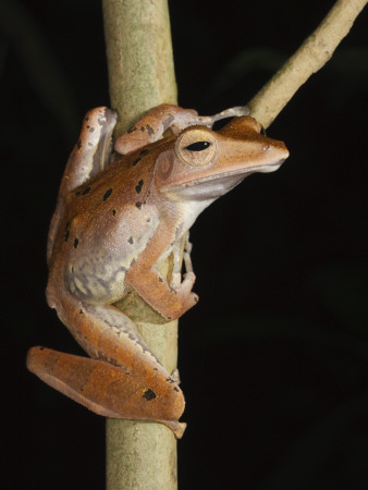 Harlequin Tree Frog Sukau, Sabah, Borneo by Tony Heald Pricing Limited Edition Print image