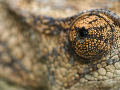 Short-Horned Chameleon Sloe-Up Of Eye, Madagascar by Edwin Giesbers Pricing Limited Edition Print image