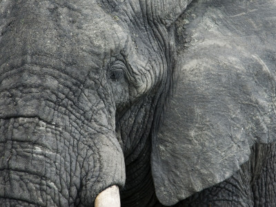 African Elephant Close-Up Of Face, Tanzania by Edwin Giesbers Pricing Limited Edition Print image