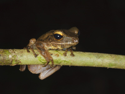Four-Lined File Eared Tree Frog In Rainforest, Sukau, Sabah, Borneo by Tony Heald Pricing Limited Edition Print image