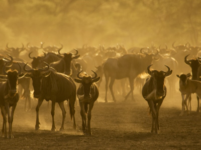 Wildebeest Herd, Tanzania by Edwin Giesbers Pricing Limited Edition Print image