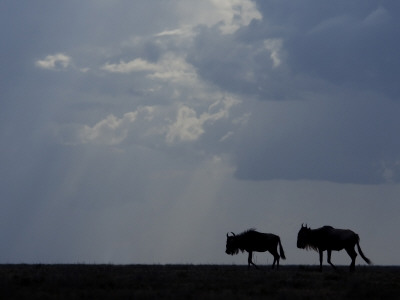 Two Wildebeest Silhouetted, Tanzania by Edwin Giesbers Pricing Limited Edition Print image