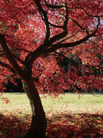 Japanese Maple Leaves Turning Red In Autumn, Westonbirt Arboretum, Gloucestershire by Adam Burton Pricing Limited Edition Print image