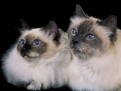 Two Birman Cats Showing Deep Blue Eyes by Adriano Bacchella Pricing Limited Edition Print image