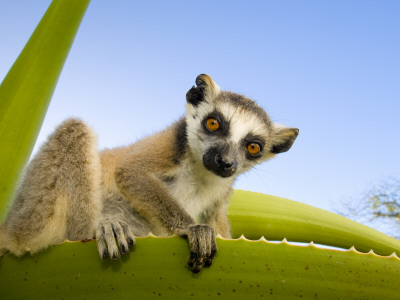 Ring-Tailed Lemur Looking Down From Large Spiney Plant, Itampolo, South Madagascar by Inaki Relanzon Pricing Limited Edition Print image