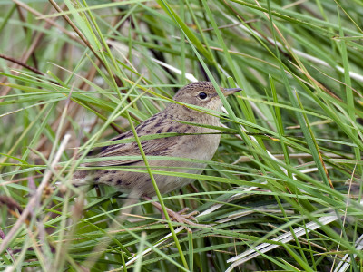 Grasshopper Warbler Skulking Among Grasses, Isle Of Mull, Scotland, Uk by Andy Sands Pricing Limited Edition Print image