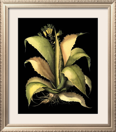 Dramatic Aloe Ii by Basilius Besler Pricing Limited Edition Print image