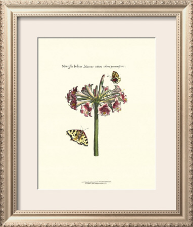Butterflies And Blossoms Iii by Johann Theodore De Bry Pricing Limited Edition Print image
