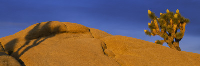 Joshua Tree On A Rock, Joshua Tree National Monument, California, Usa by Panoramic Images Pricing Limited Edition Print image