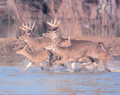 Deer Group And River by Tom Brakefield Pricing Limited Edition Print image
