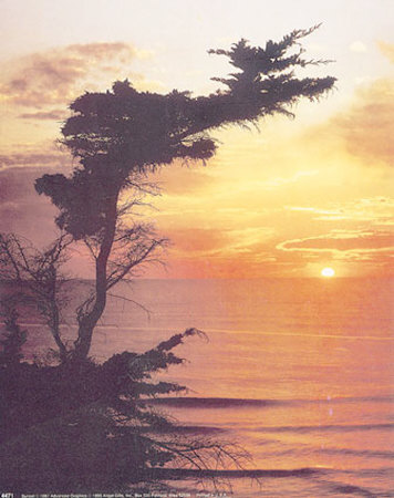 Cypress Sunset by Sandor Balton Pricing Limited Edition Print image