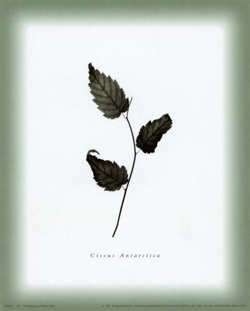 Leaf Xiii by William Cahill Pricing Limited Edition Print image