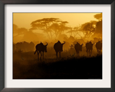 Wildebeests And Zebras At Sunset, Amboseli Wildlife Reserve, Kenya by Vadim Ghirda Pricing Limited Edition Print image