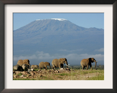 Elephants Backdropped By Mt. Kilimanjaro, Amboseli, Kenya by Karel Prinsloo Pricing Limited Edition Print image