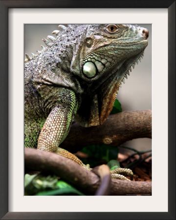 Green Iguana At Exotic Animal Exhibition, Sofia, Bulgaria by Petar Petrov Pricing Limited Edition Print image