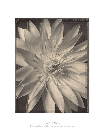 Water Lily 1996 by Tom Baril Pricing Limited Edition Print image