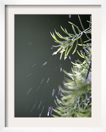 Rain Drops Pelt A Branch, Tyler, Texas by Dr. Scott M. Lieberman Pricing Limited Edition Print image