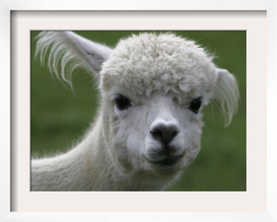 B.C., A 3-Year-Old Alpaca, At The Nu Leafe Alpaca Farm In West Berlin, Vermont by Toby Talbot Pricing Limited Edition Print image