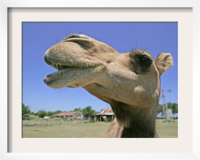 A Camel From Doug Baum's Herd Is Shown In Valley Mills, Texas, Thursday, July 13, 2006 by L.M. Otero Pricing Limited Edition Print image