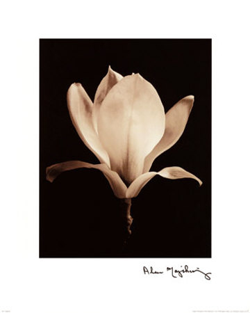 Magnolia by Alan Majchrowicz Pricing Limited Edition Print image