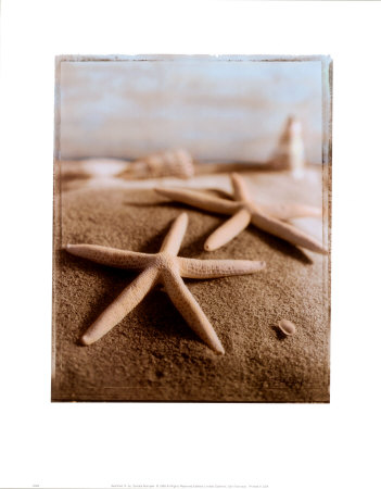 Seashell Iv by Sondra Wampler Pricing Limited Edition Print image