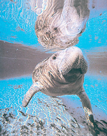 Manatee by Donald Tipton Pricing Limited Edition Print image