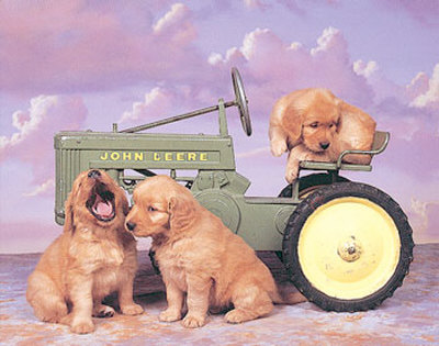 Golden Retrievers On Tractor by Ron Kimball Pricing Limited Edition Print image