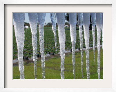 Icicles Hang From Sign At Fancy Farms, A Strawberry Farm In Plant City, Florida, December 31, 2000 by Dale E. Wilson Pricing Limited Edition Print image