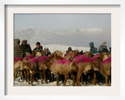 Afghan Men Look At Sheep With Their Backs Painted In Red, Kabul, Afghanistan, December 28, 2006 by Rafiq Maqbool Pricing Limited Edition Print image
