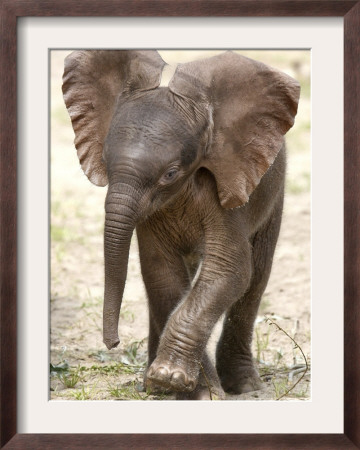 Baby Elephant's First Public Appearance, Zoo Of Berlin, Berlin, Germany by Michael Sohn Pricing Limited Edition Print image